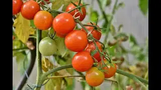 Grow cherry tomatoes from seeds