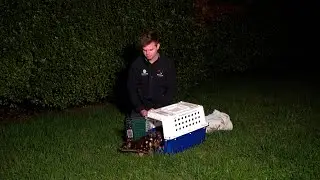 Quincy the Quoll Returns to the Wild! 😃