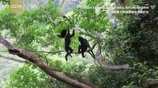 Hainan Gibbons