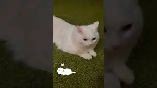 Миша кот