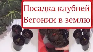 How to plant begonia tubers correctly? Pot and tuber size.