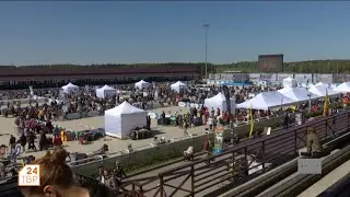 Крупнейшая выставка собак в России