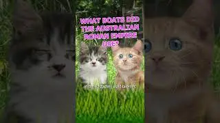 What boats did the Australian Roman Empire Use? #kittens #history #rome