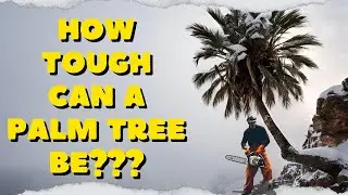 How tough and hardy can a palm tree be? Palm pruning and repotting