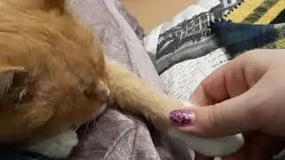 Умиротворение котика
