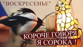 Короче говоря, я сорока. Часть 5 - Воскресенье. #корочеговоря #сорока #Винч