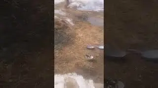птицы весной.