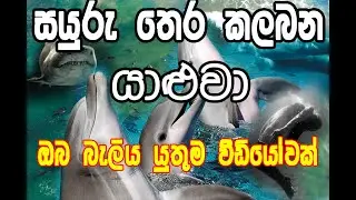Human Friend in Sea I සයුරේ  අපේ යාලු I Dolphins