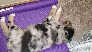 Titan Dreaming About Those Nipples | Puppy Dreams