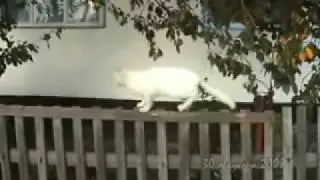 Вечер в деревне. Часть 1/2