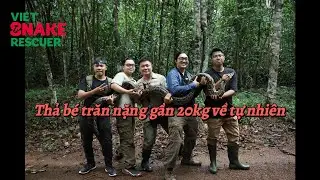 [Vietnam Wildlife] -  Release massive twenty kilograms burmese python at Dong Nai Biosphere