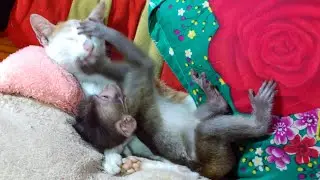 Wow newborn monkey Annie sleep with cat in the hammock look so lovely!