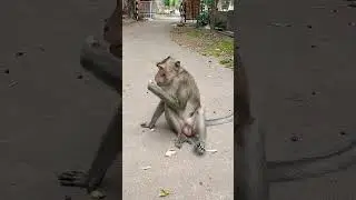 monyet liar  
