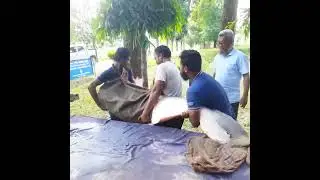 200 কেজি ওজনের /মাছ/ 🐟😱 #মাছ #viralvideo #fishing