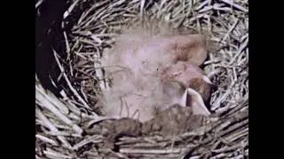 Mr. and Mrs. Robin's family. (1977)