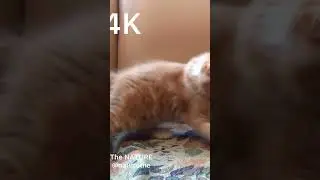 Cat 🐈 🐈‍⬛ 🐱 #cat #cats #animal #animals #short #shorts #naturethe