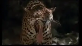La Vida Del Jaguar - (DOCUMENTAL)