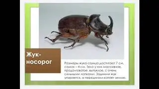 Изо 1 класс Разноцветные жуки