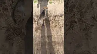 Прогулка Щенок русской гончей 3 месяца!