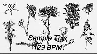 Sample this 129 BPM 