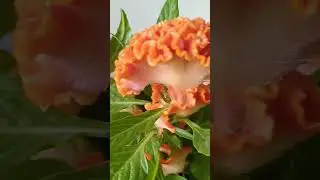 Семейство Амарантовые