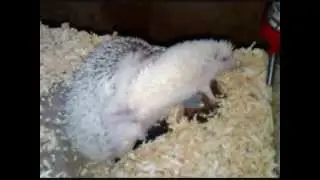 My Hedgehogs Mating in Unusual Position