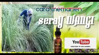 MEMANEN SERIHWANGI( cymbopogon nardus )