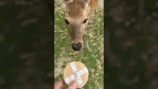 Explore the Magical City of Deer & Ancient Temples 