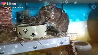 Флеш