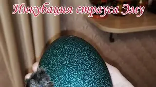 инкубация страуса Эму  от и до. вместе с вами поэтапно.