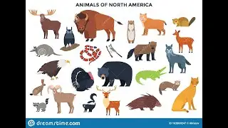 Animales nacionales del mundo parte 1 América del norte