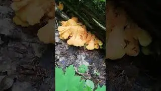 Гриб, который похож на ... Трутовик серно-жёлтый (Laetiporus sulphureus)