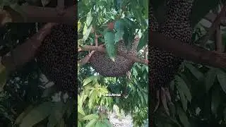 🐝 DEFENSE REACTION OF BEES