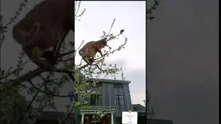 Том и Джери наши дни