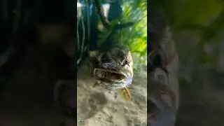 Щука после полного обеда. 