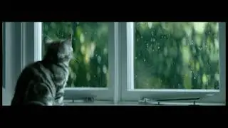 РЕКЛАМА НАОБОРОТ - Whiskas. Вискас
