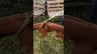 Rhodesian Ridgeback (26 августа 2023 г. Выставка собак РАМЕНЬЕ, Родезийский риджбек)