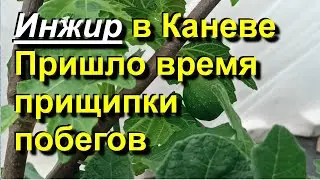 Инжир в Каневе. Первые зачатки фиг второго урожая. Пришло время прищипки побегов. 2024 05 29