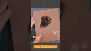 Ad | learn how to draw pet portraits with this Shorts mini series 👩‍🎨
