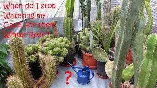 When do I stop Watering my Cacti for their Winter Rest ? 