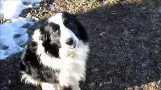 Floyd the Border Collie