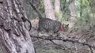 Gato pasea por el bosque junto jabalí amigo. Mascotas