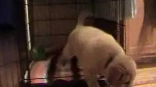 Puppy Sniffs Cage - Very Scary and Cruel