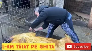 L-am tăiat pe Ghiță 🥩 🥩 🥩 Tăiatul porcului ... obiceiuri... tradiții