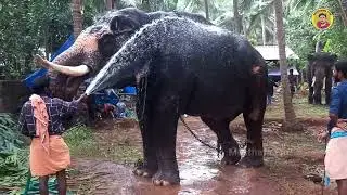 Kott Kallingal Nercha Elephant's 2023 | തിരൂർ കല്ലിങ്ങൽ നേർച്ചക്ക് എത്തിയ ആനകൾ