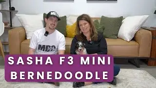 Sasha Our Available F3 Mini Bernedoodle Puppy Here at Mountain Dog Companion!
