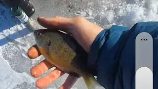 30 Fish Through the Ice