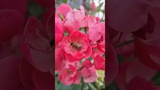 Роза Анжела😍 Друге квітування🌸 #квіти #дачнийагроном #сад #троянда