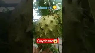 Guyabano/soursoup
