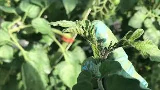 How to Remove a Sucker from a Tomato Plant